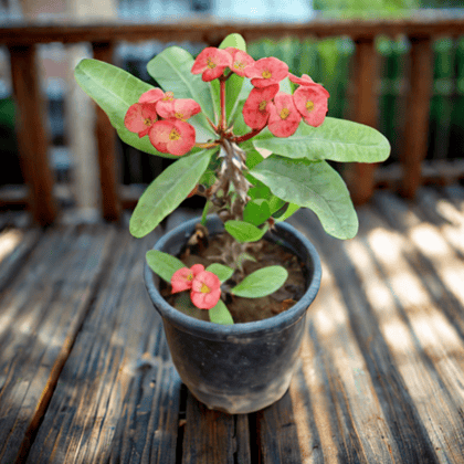 Euphorbia Mili (Any Colour) in 6 Inch Nursery Pot