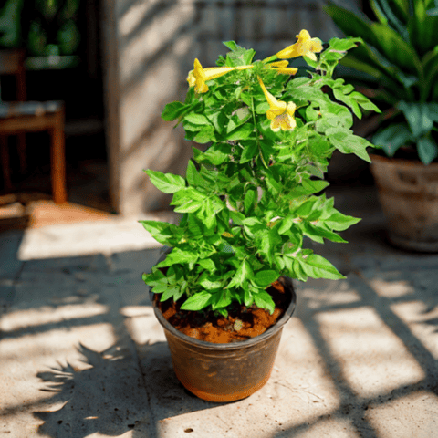 Tecoma yellow in 6 Inch Nursery Pot