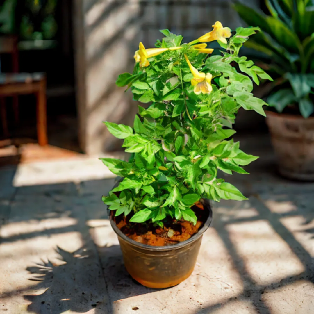 Tecoma yellow in 6 Inch Nursery Pot
