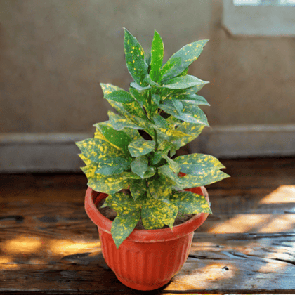 Baby Croton in 8 Inch Terracotta Red Olive Plastic Pot
