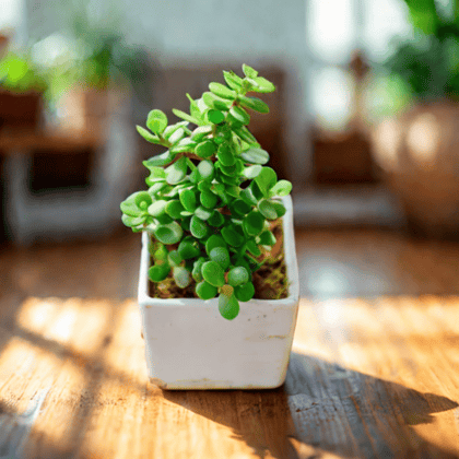 Gift Ready - Jade in 4 Inch Classy White Square Ceramic Pot Wrapped in Lovely Gift Bag For Your Loved Ones With a Chic Bag