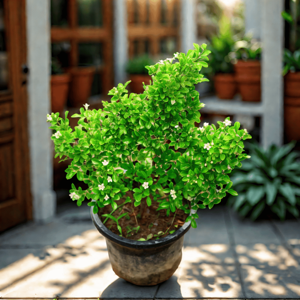 Madhu Kamini / Murraya in 8 Inch Nursery Pot