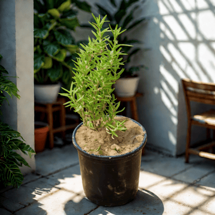 Rosemary in 6 Inch Nursery Pot
