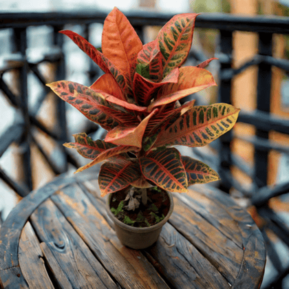 Croton Petra in 6 Inch Nursery Pot