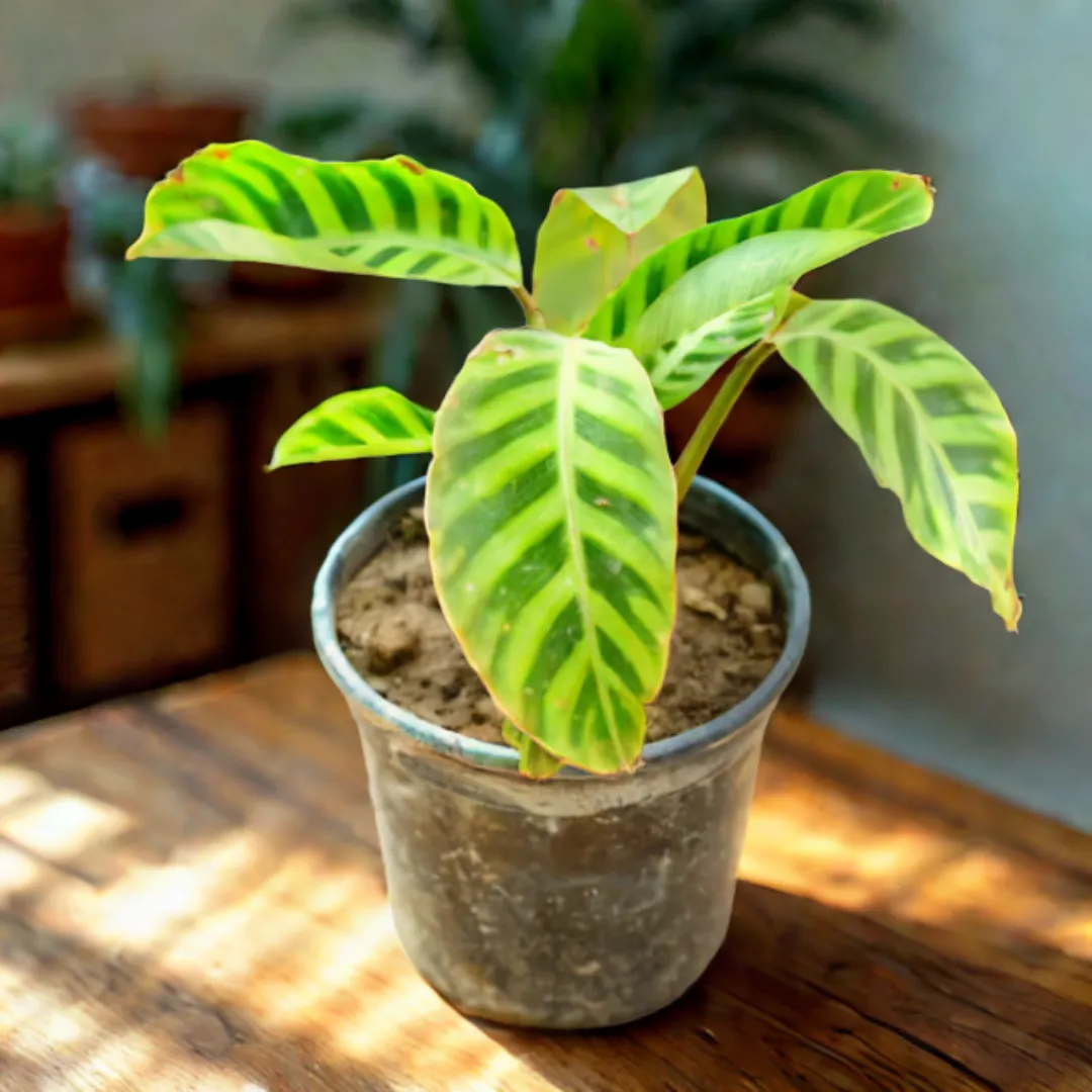 Calathea Maranta in 6 Inch Nursery Pot