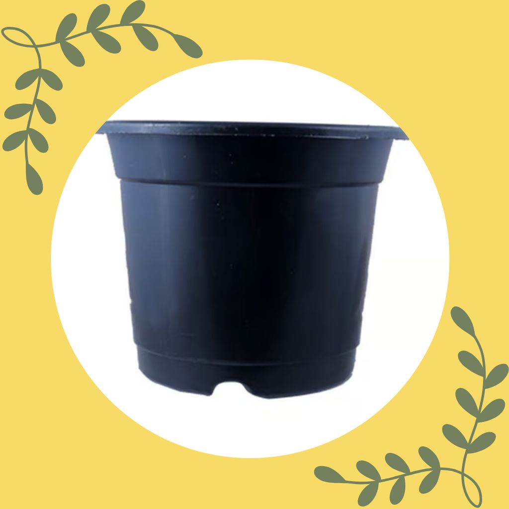 Free Gift - 4 Inch Black Nursery Pot - Flash Sale Free Gift - 4 Inch Black Nursery Pot - Flash Sale