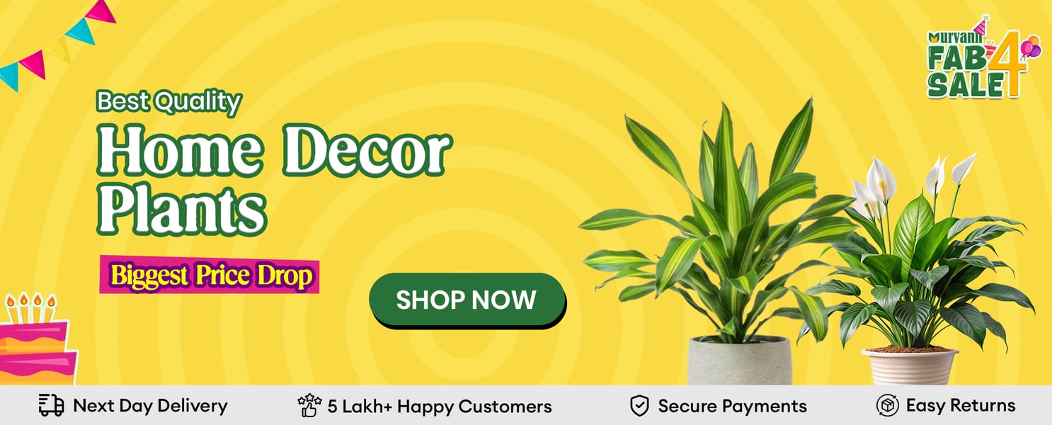 Home Decor Plants