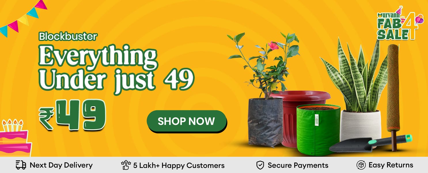 Everything Under 99