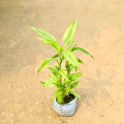 Green Lucky Bamboo in 4 Inch Nursery Bag