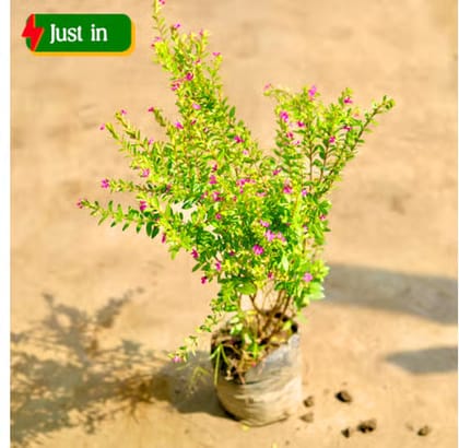 Cuphea / False Heather in 4 Inch Nursery bag