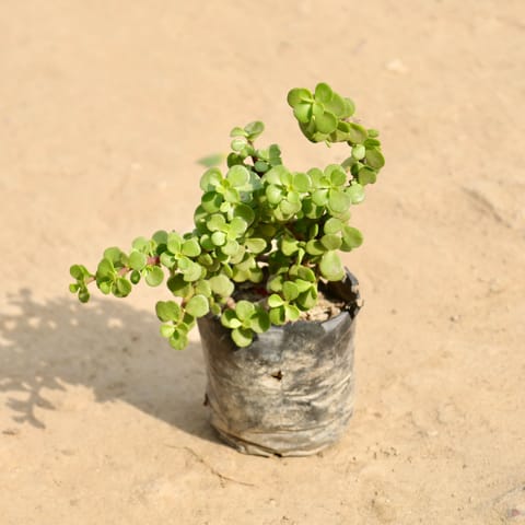 Lucky Jade Plant in 4 Inch Nursery Bag