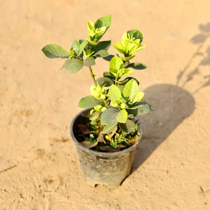 Gandhraaj / Gardenia (Any Colour) in 6 Inch Nursery Pot