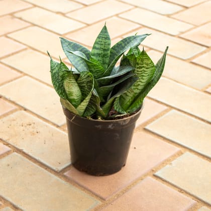 Snake Green Dwarf in 5 Inch Nursery Pot
