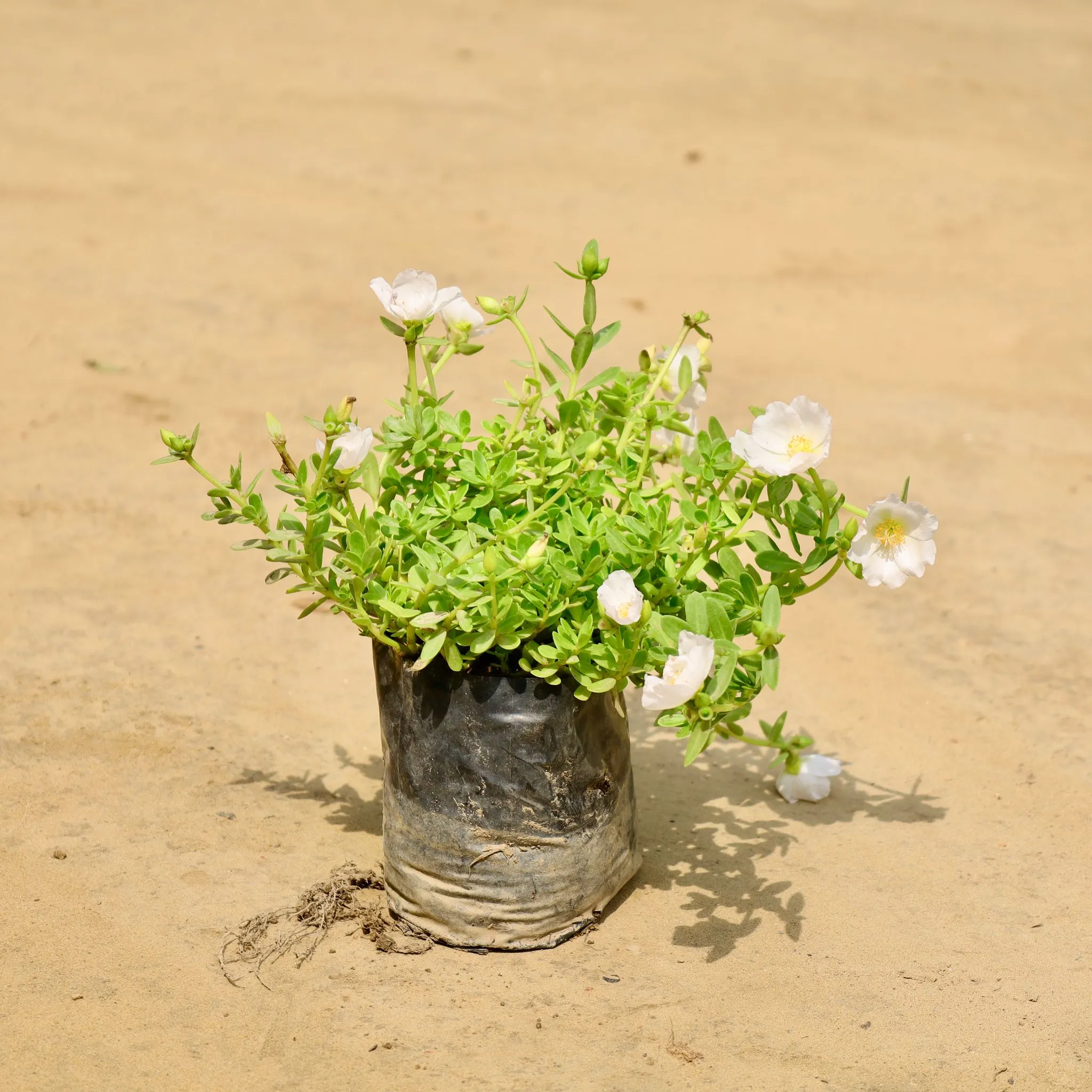 Kulfa /Moss Rose / Common Purslane (any colour) in 4 inch Nursery Bag