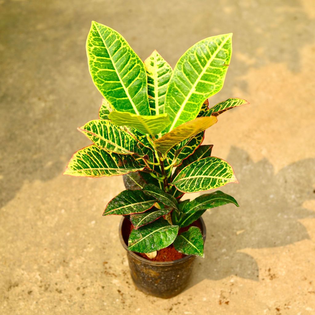 Croton Petra in 6 Inch Nursery Pot