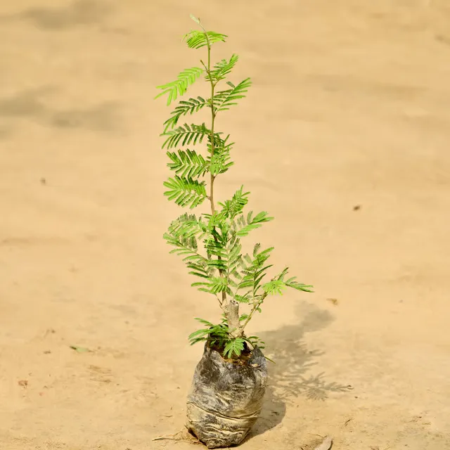 Holy Shami in 4 Inch Nursery Bag