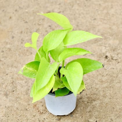 Money Plant Golden in 4 Inch Nursery Pot