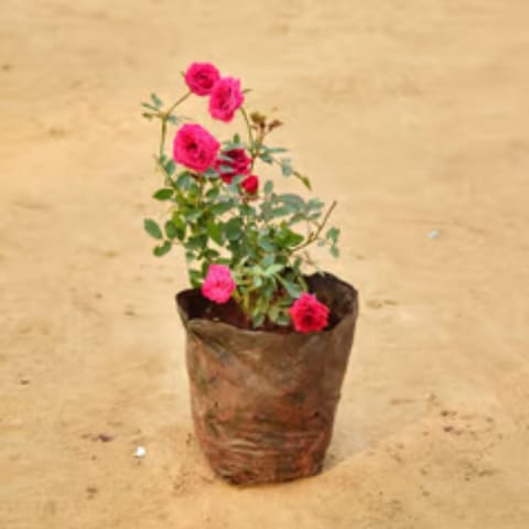 Rose Plant Pink in 6 Inch Nursery Bag