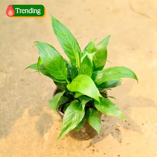 Peace Lily (any colour) in 4 Inch Nursery Pot Peace Lily (any colour) in 4 Inch Nursery Pot