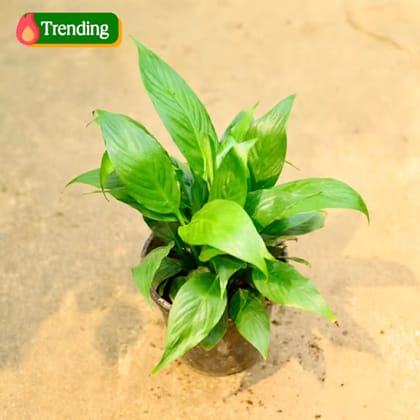 Peace Lily (any colour) in 4 Inch Nursery Pot
