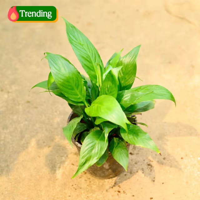 Peace Lily (Any Colour) in 6 Inch Nursery Pot Peace Lily (Any Colour) in 6 Inch Nursery Pot