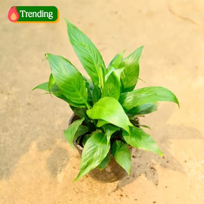 Peace Lily (Any Colour) in 6 Inch Nursery Pot