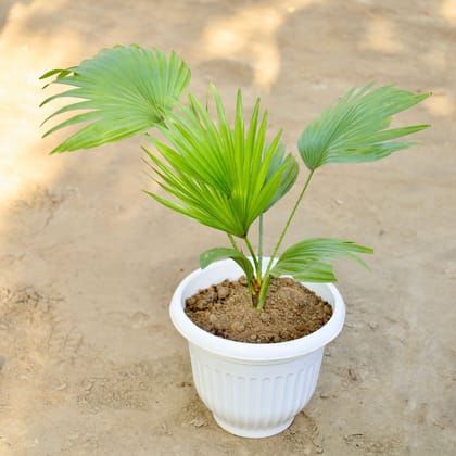 China / Fan Palm in 8 Inch White Olive Plastic Pot