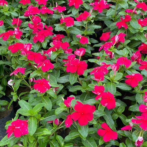 Set of 2 - Periwinkle / Sadabahar / Vinca (Any Colour) in 4 Inch Nursery bag