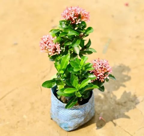 Ixora Pink in 4 Inch Nursery Bag