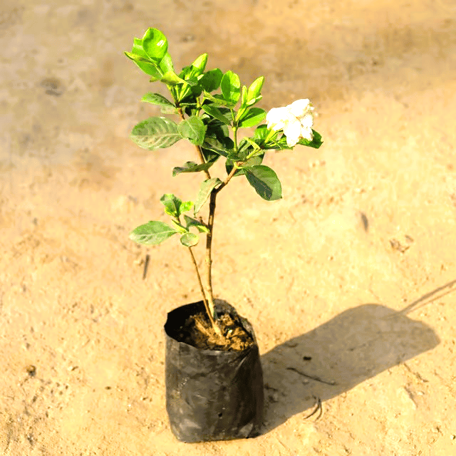 Gardenia / Gandhraaj (Any Colour) in 5 Inch Nursery Bag Gardenia / Gandhraaj (Any Colour) in 5 Inch Nursery Bag