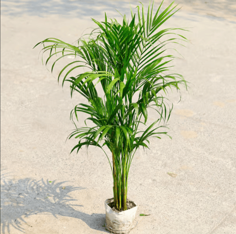 Areca Palm (4-5 Ft) in 8 Inch Nursery Bag