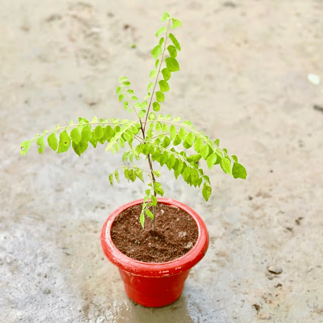 Curry Patta in 6 Inch Classy Red Plastic Pot