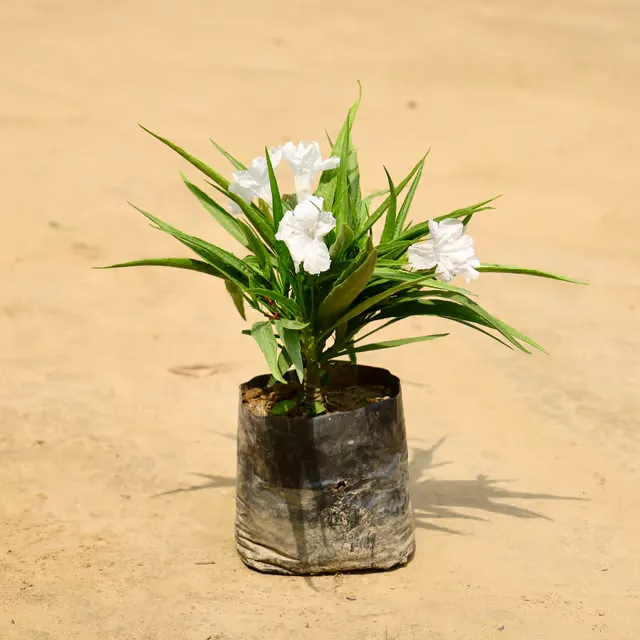 Ruellia / Maxican Petunia (any colour) in 4 Inch Nursery Bag