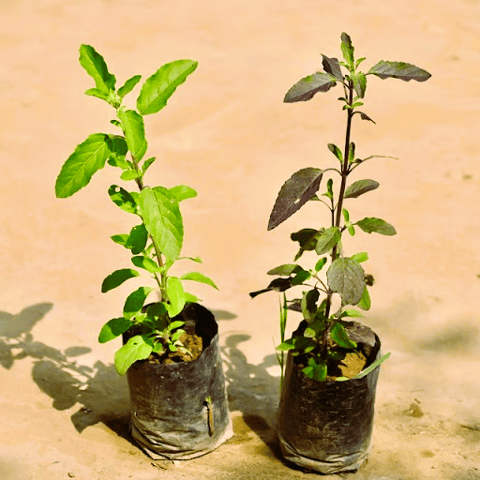 Set of 2 - Tulsi (Rama & Shyama) in 4 Inch Nursery Bag