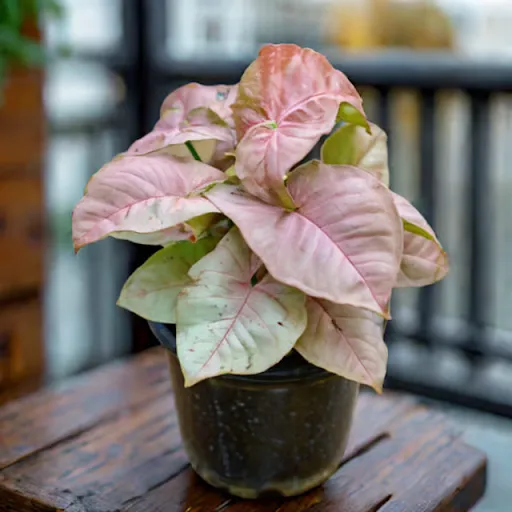 Syngonium Pink in 4 inch Nursery pot