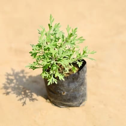 Lavender  in 4 Inch Nursery Bag