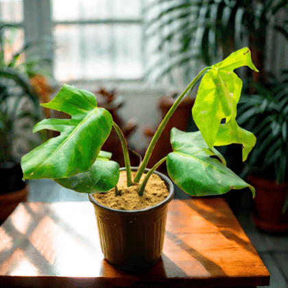 Monstera Deliciosa in 8 Inch Nursery Pot