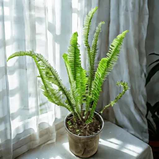 Fern Green in 6 Inch Nursery Pot