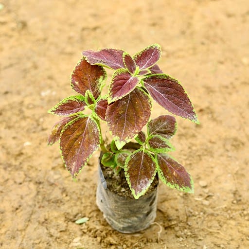 Coleus (any colour) in 4 Inch Nursery Bag