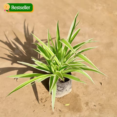 Spider Plant in 4 Inch Nursery Bag