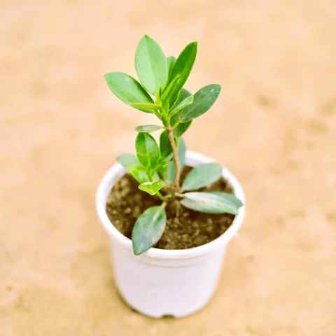Ficus Long Island in 4 Inch Nursery Pot