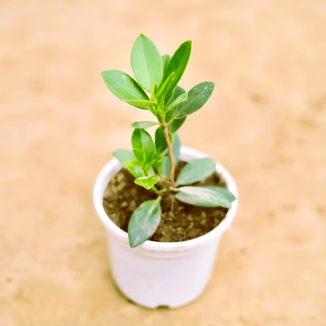 Ficus Long Island in 4 Inch Nursery Pot