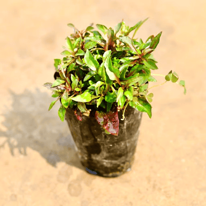 Alternanthera Red in 4 Inch Nursery Bag