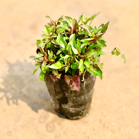 Alternanthera Red in 4 Inch Nursery Bag