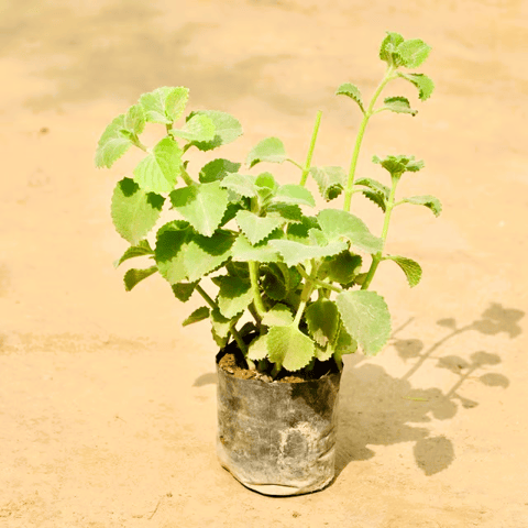 Ajwain in 4 Inch Nursery Bag