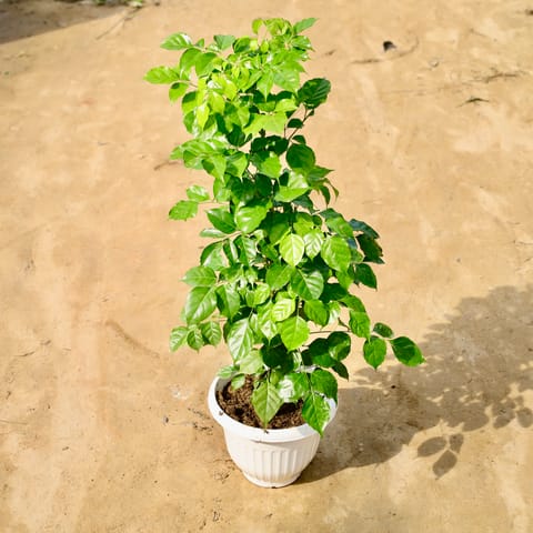 Radermachera / China Doll (3-4 Ft) in 10 Inch White Olive Plastic Pot