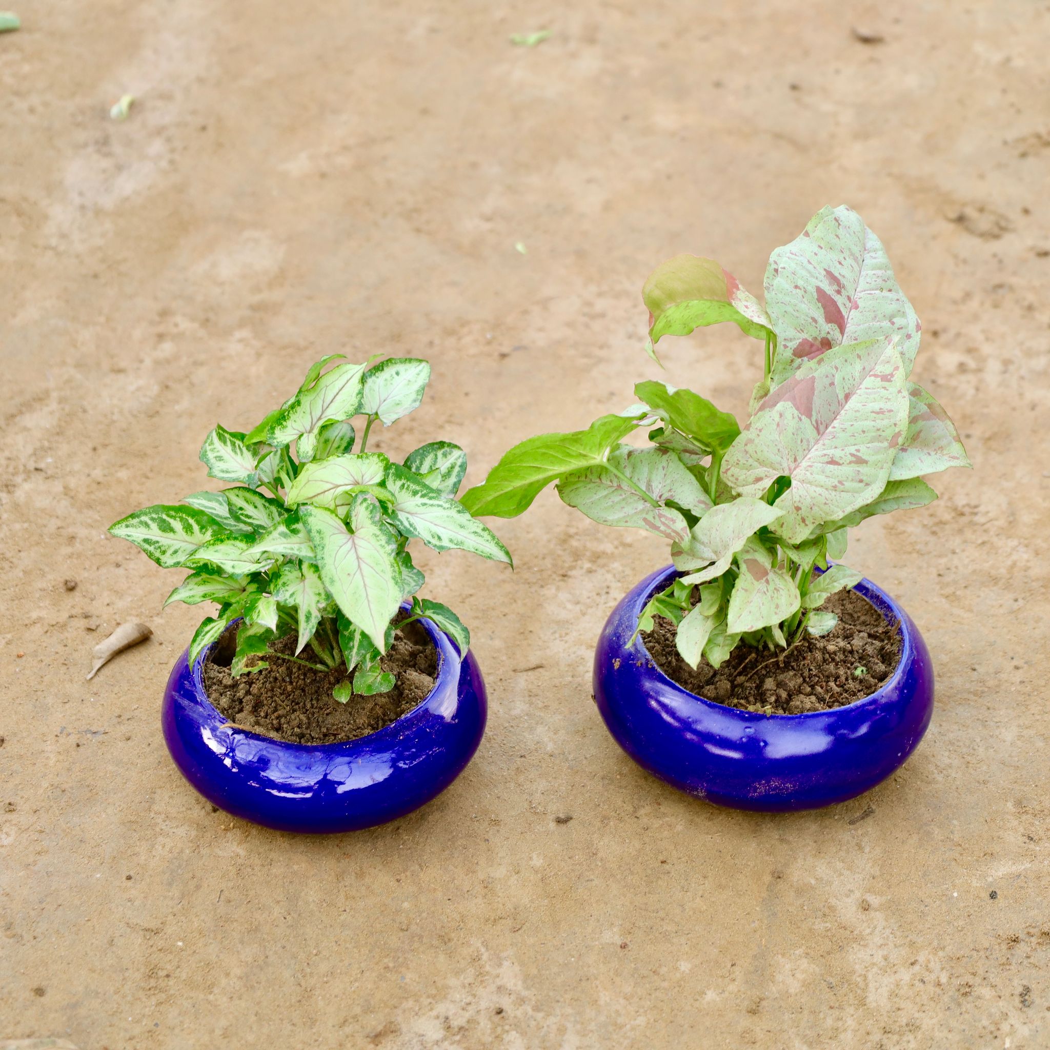 Set of 2 - Syngonium (Yami & Milky) in 6 Inch Premium Ceramic Bowl (Any Colour)