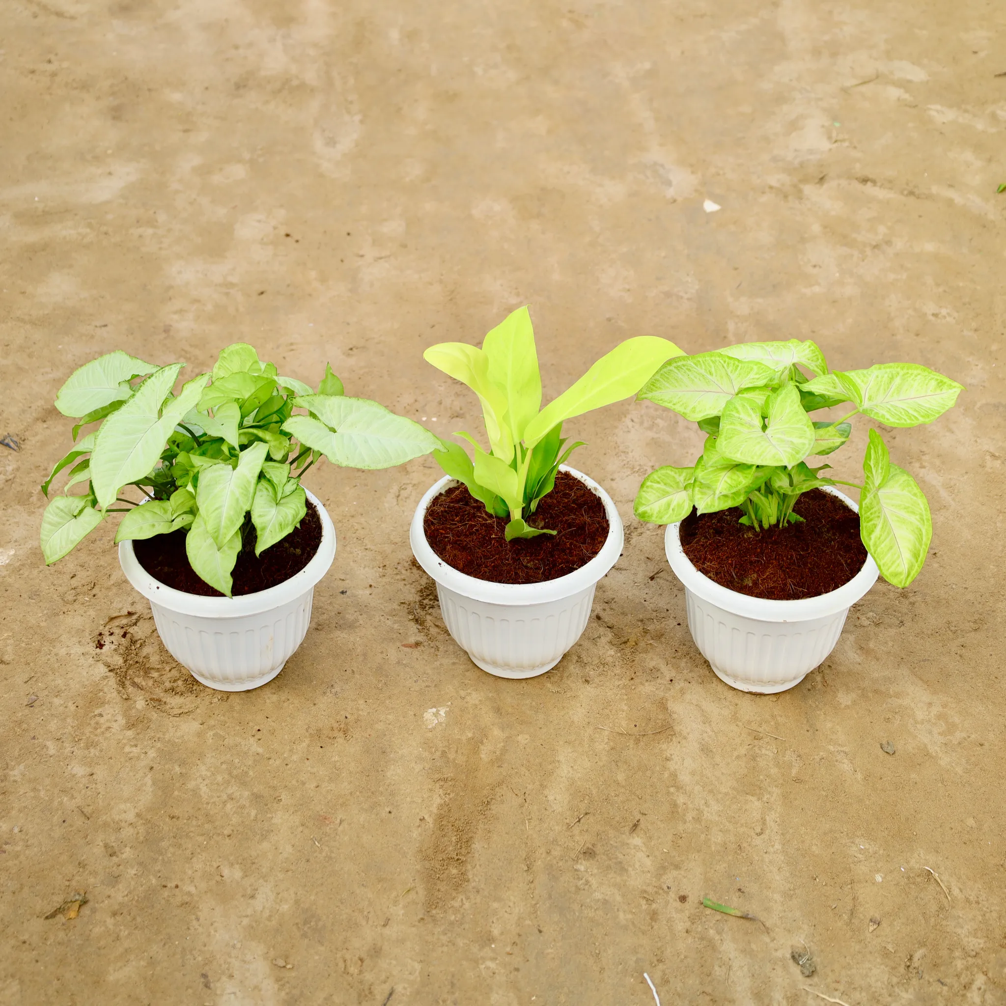 Set of 3 - Syngonium (White & Golden) & Philodendron in 8 Inch White Olive Plastic Pot