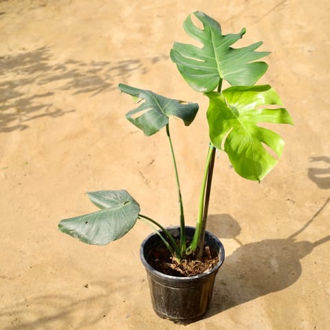 Monstera Deliciosa in 8 Inch Nursery Pot