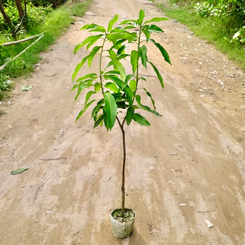Amrapali Mango Grafted (4-5 Ft) in 8 Inch Nursery Bag